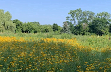 Meadow with yellow flowers and trees in background